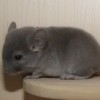 Женьшень