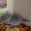 Космея