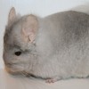 Каппучино