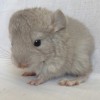 Клайд
