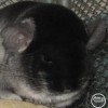 Кора