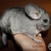 без клички