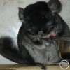 Финик