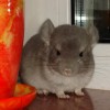 Кора