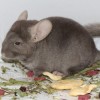 Мокко