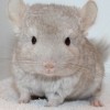 Солнечный Зайчик