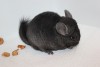 15.11.15.
