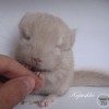 Амиго