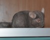 4 мес