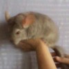 Сударыня