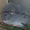 Киано