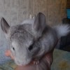 каунас