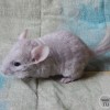 манако