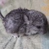 мила