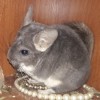 Флавий