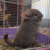 Каитлин