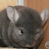 Шанель