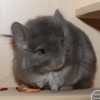 Лея