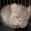Хлоя Дрим Арктик Шиншилла