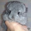 ДЖАНГО