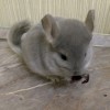 нет клички