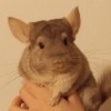 лиза