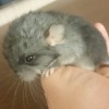 Цезарь