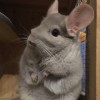 Оливка