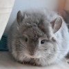 Зигмунд