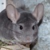 Кузя