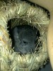 Погрызушка-домик