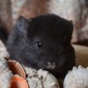 МакФлай