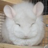 Изюм