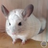 Марсик