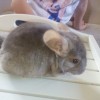 без клички