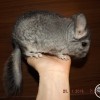 без клички