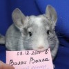 ШХ Вилли Вонка