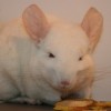 Маркиз