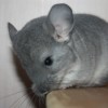 Корс