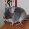 Крис