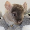 Коржик 