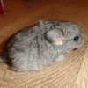 Муфтик