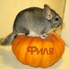 Филя