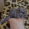 Ильдиз