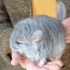 Голубая Принцесса