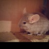 Жанна