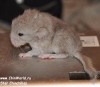 новорожденный