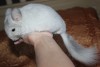 3,5 мес