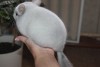 3,5 мес
