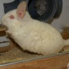 Маргоша